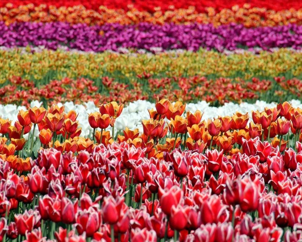 Beds of Tulips - All Paint by numbers