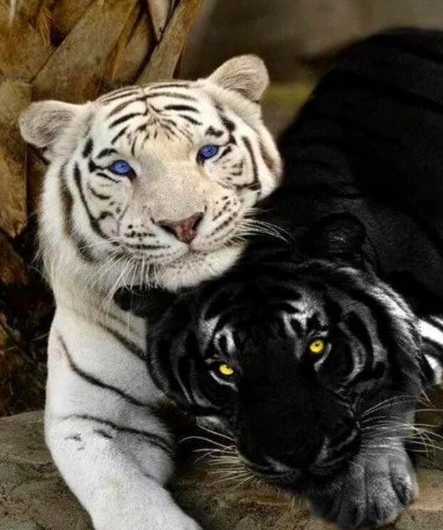 Black & White Tigers DIY Painting - All Paint by numbers