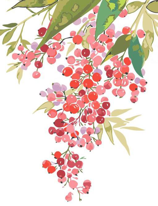 Nebraska Currant