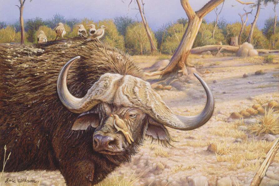 Buffalo with Ox pecker - Art by Eric Wilson