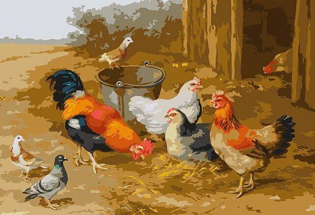 Chickens & Pigeons DIY Painting - All Paint by Numbers