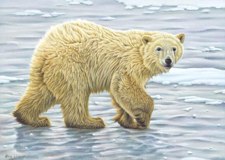 Curious Polar Bear Cub - Art by Eric Wilson