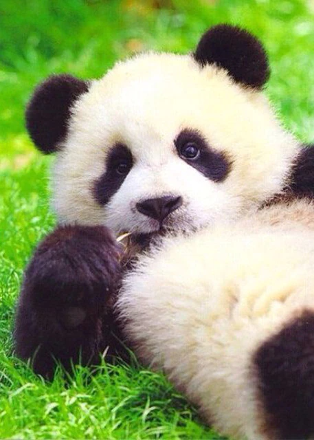 Cute Baby Panda - All Paint By Numbers
