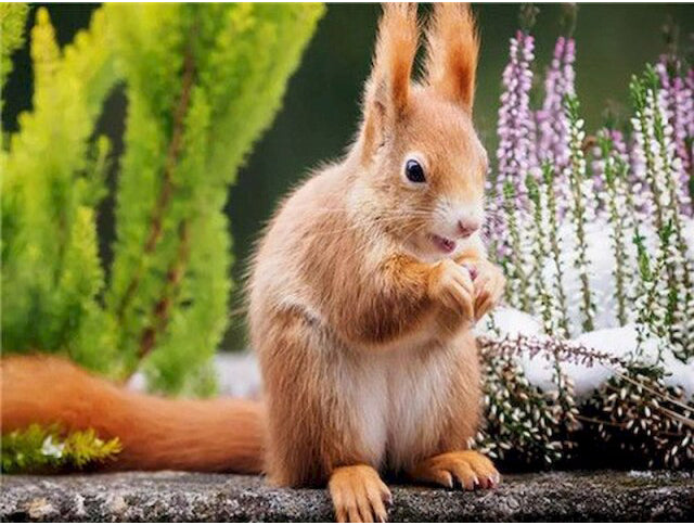 Cute Squirrel- Paint By  Number