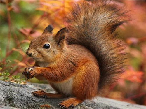 Cute Squirrel - Paint By Numbers