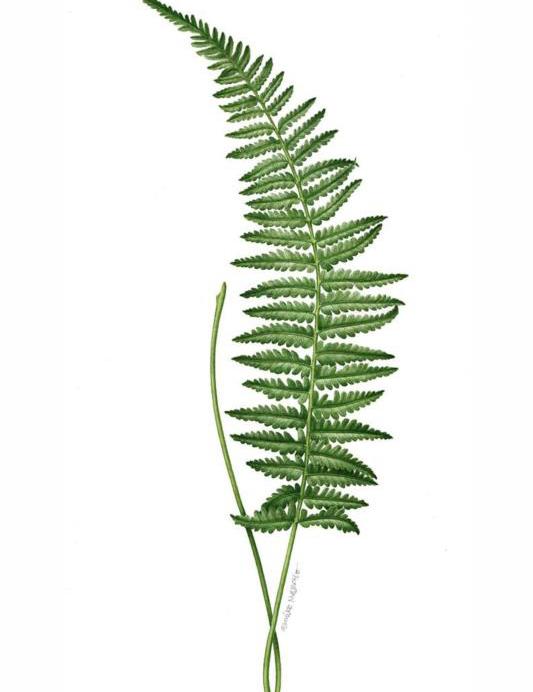 Greenery Art 