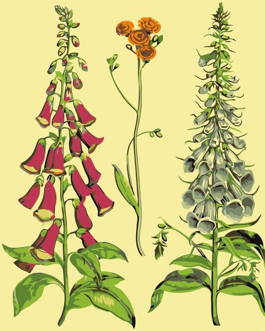  illustrations of plants