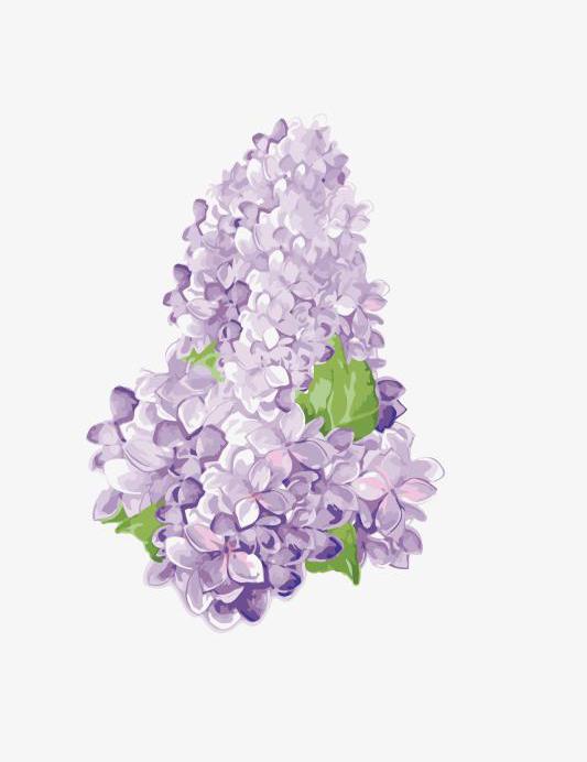 Lilac flowers on white isolated background