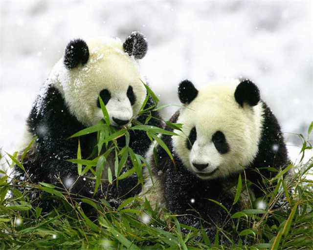 Panda Couple In The Snow- Paint By Number