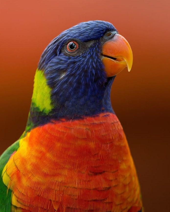 Parrot Paint by Numbers for Adults