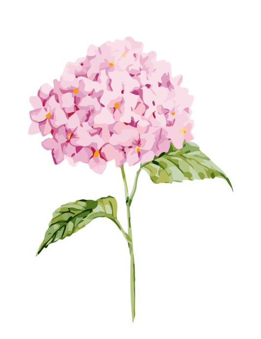 Easy Paint By Numbers hydrangea Flower.