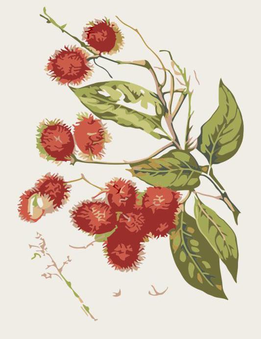 Vintage botanical illustration of a rambutan tree 