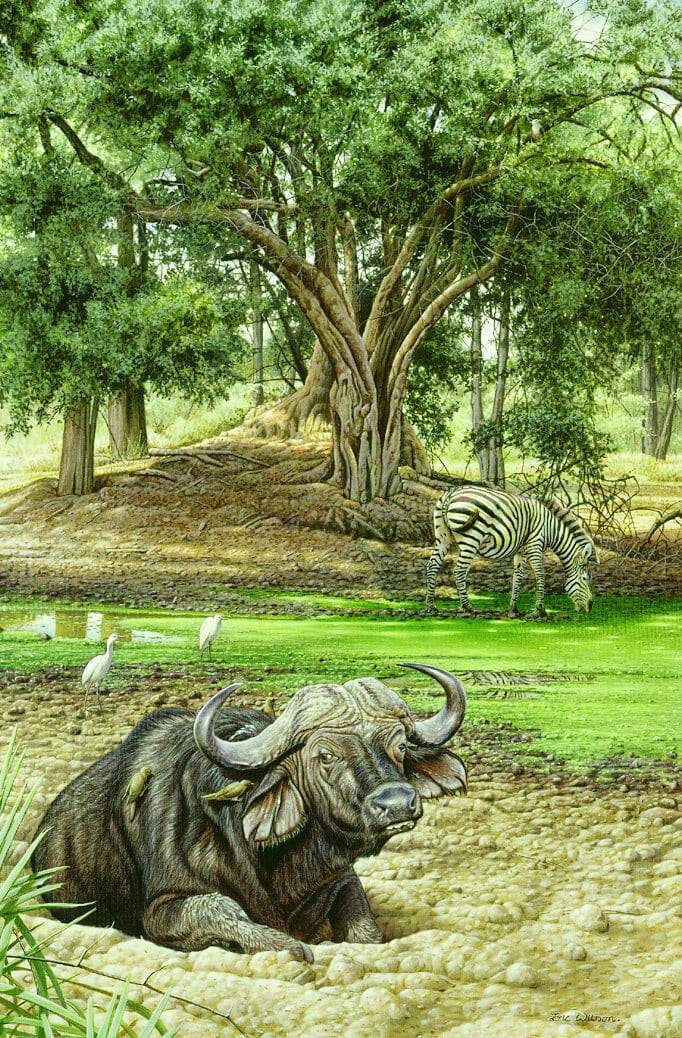 Ruckomechi Buffalo - Art by Eric Wilson