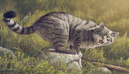 Scottish Wildcat - Art by Eric Wilson