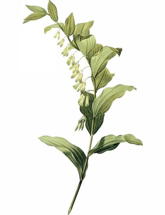 A close up of the blooming herb solomon’s seal 