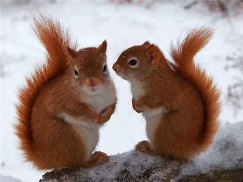 Squirrel Couple - Paint By Numbers