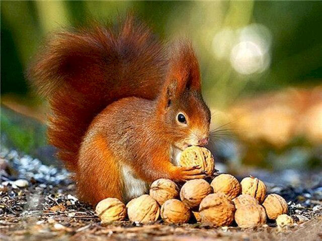 Squirrel With Nuts- Paint By Number