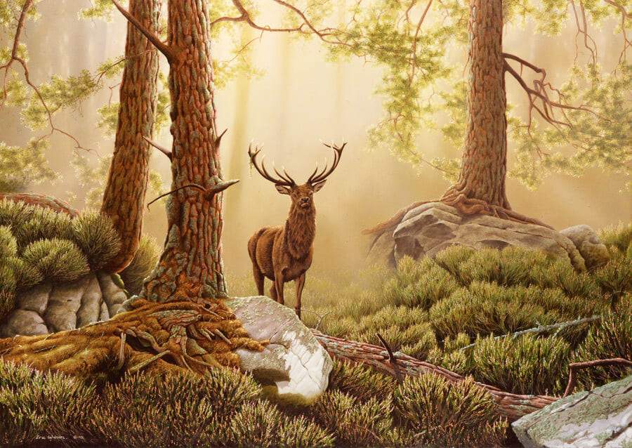 Stag in Rothiemurchus - Art by Eric Wilson