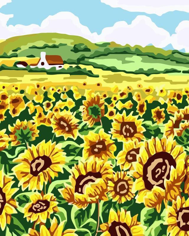 Field of sunflowers on a farm.