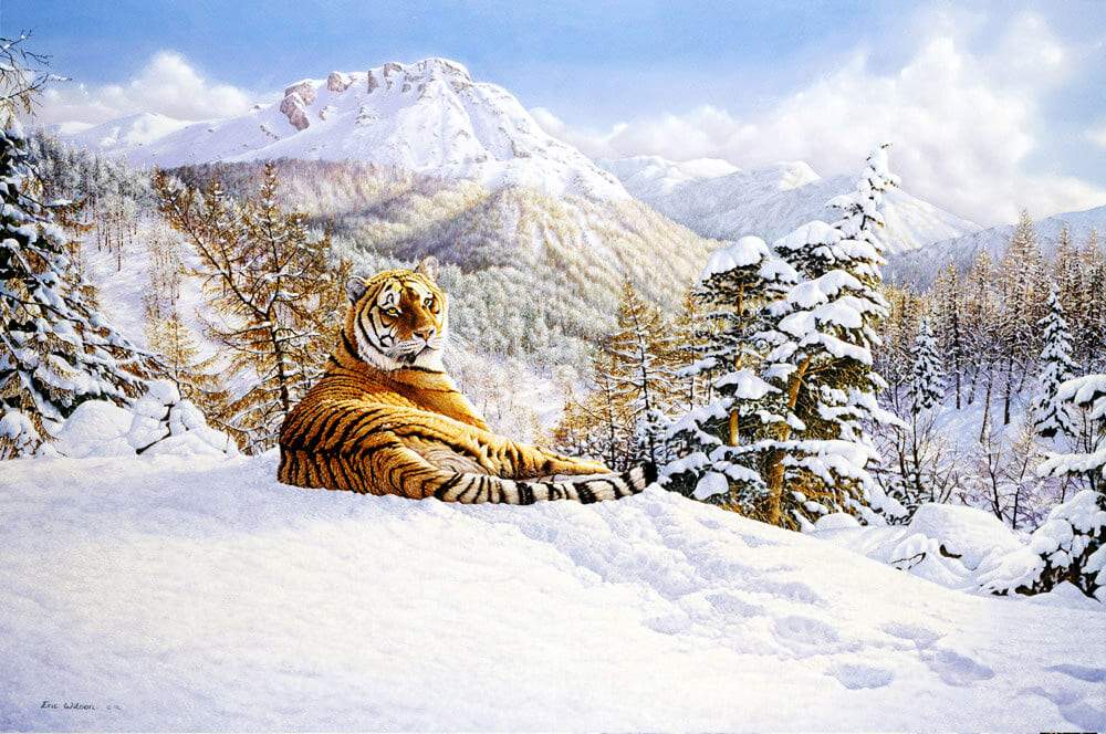Taiga Tiger - Art by Eric Wilson