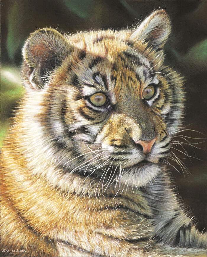 Tiger Cub - Art by Eric Wilson