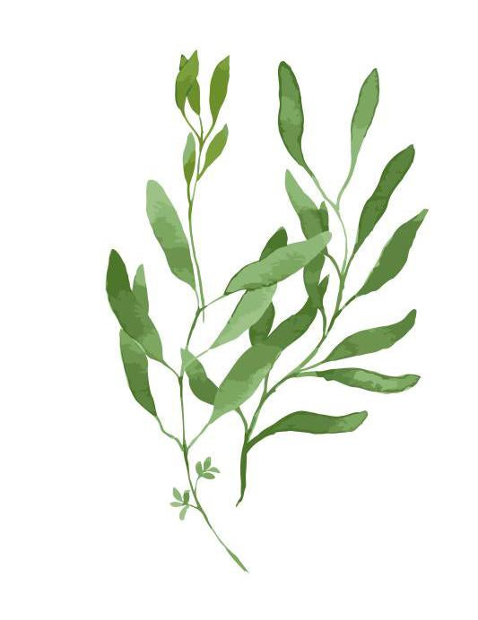 Vector Exotic monstera leaf illustrations
