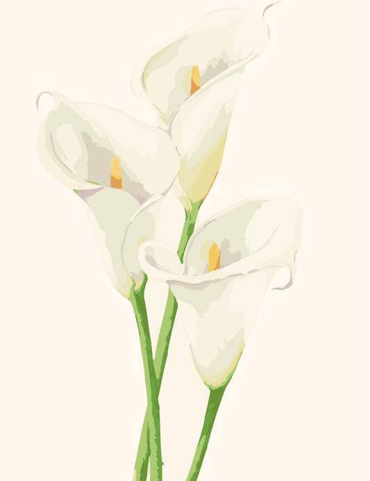 Calla lily isolated on white background