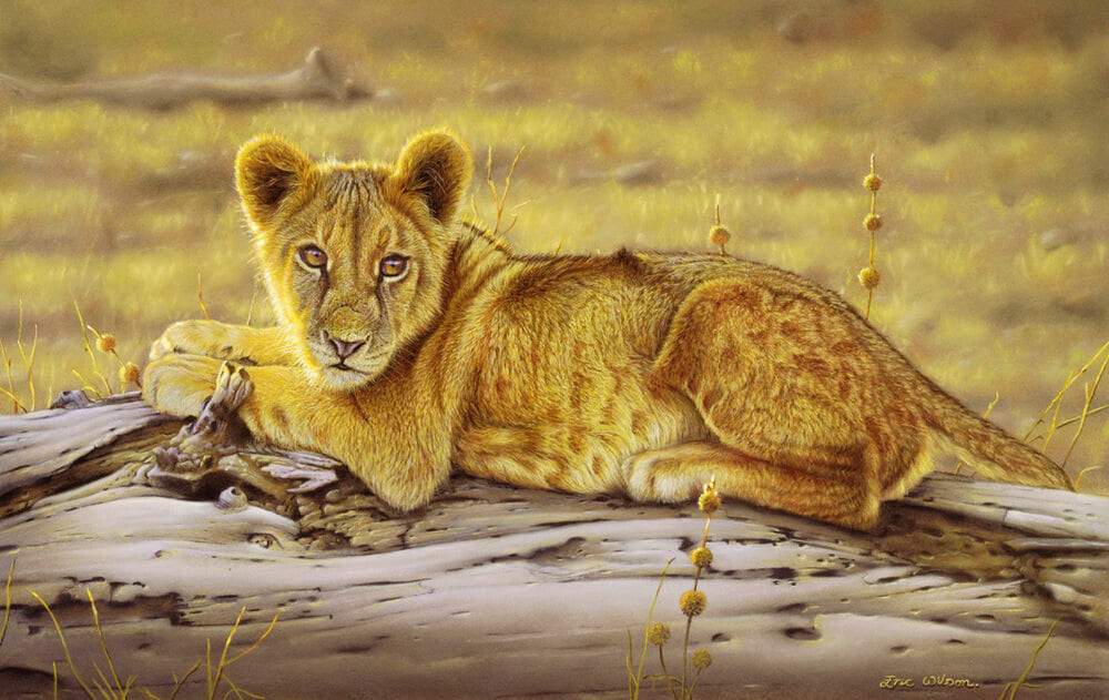 Zimbabwe Lion Cub - Art by Eric Wilson