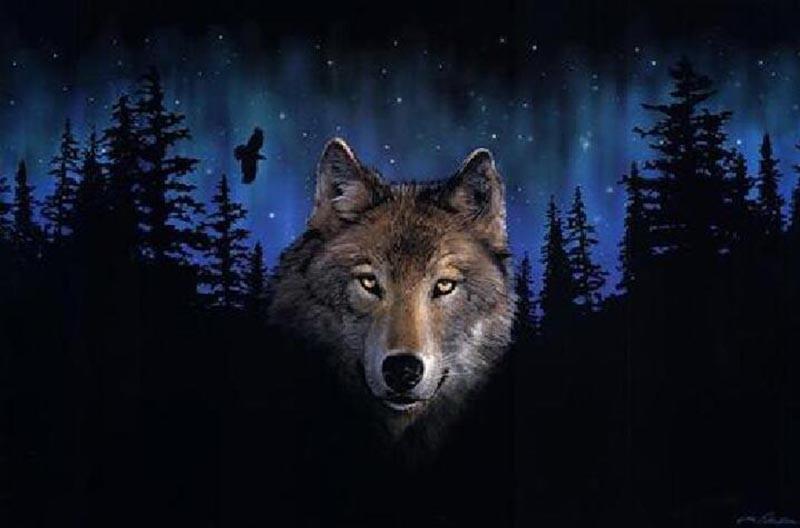 Wolf Staring - All Paint by numbers