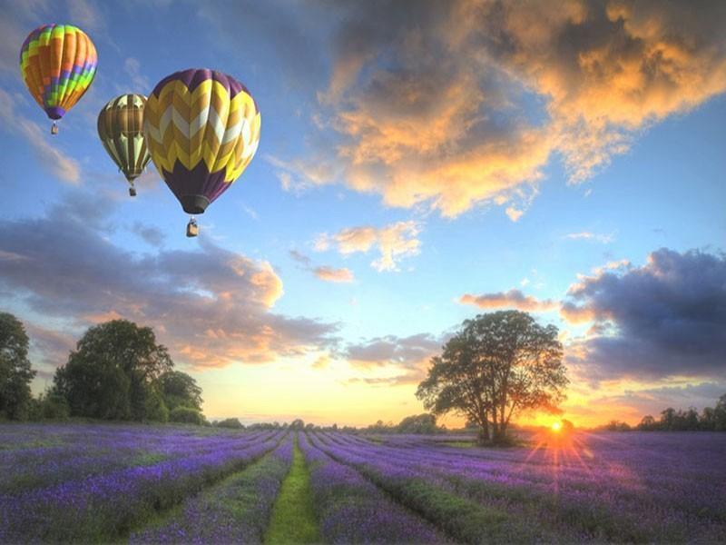 Balloons Over Beautiful Purple Fields - All Paint by numbers