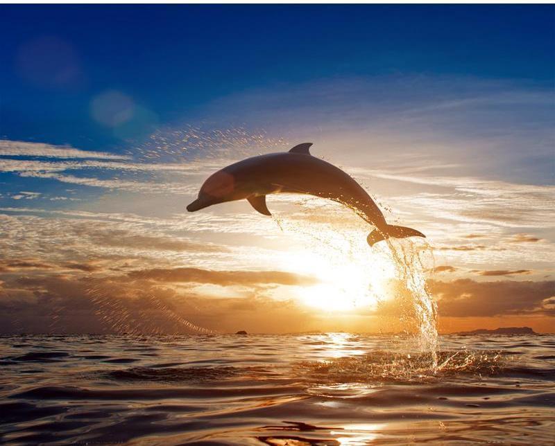 Jumping Dolphin in the Sunset Painting - All Paint by numbers