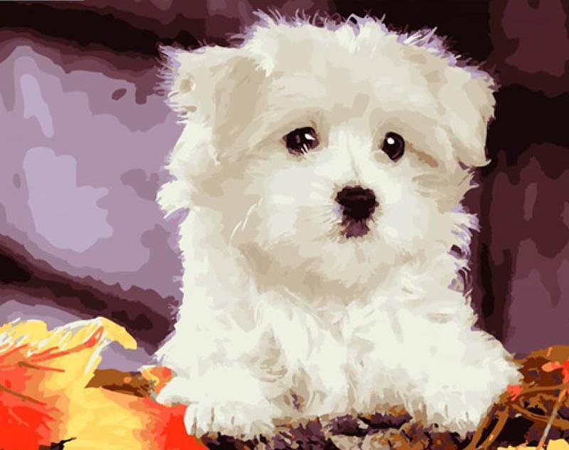 Cute White Puppy Painting - All Paint by numbers