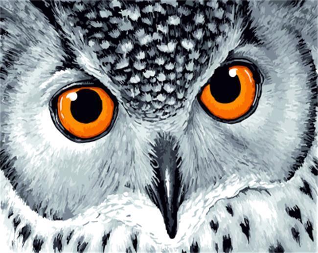 An Owl Staring with Yellow Eyes - All Paint by numbers